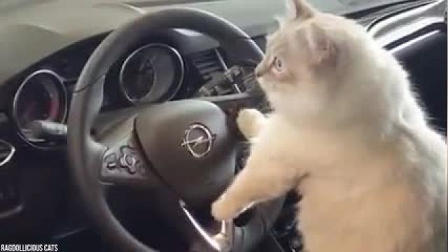 15 حیوانی که رانندگی و کنترل کردن رو یاد گرفتند !