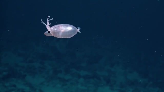 ویدیو کشف موجود جدید دریایی به نام Piglet Squid