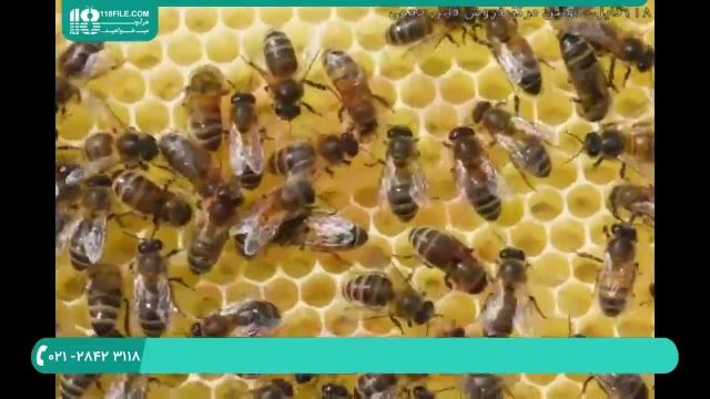 آموزش زنبورداری - آپدیت دسته با تکان دادن آن