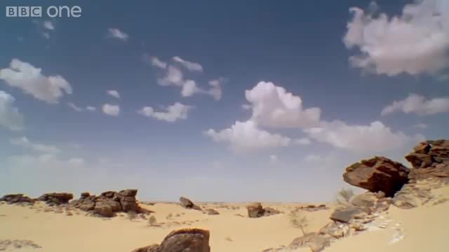 دانلود ویدیو ای از صدای اعلام هشدار قورباغه سحرای