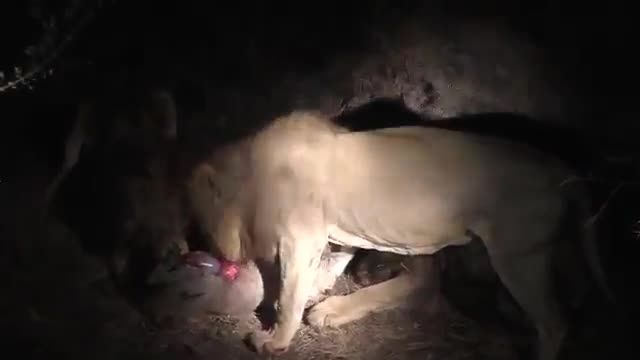 کلیپ خوردن شکار توسط سه شیر گرسنه و وحشی !