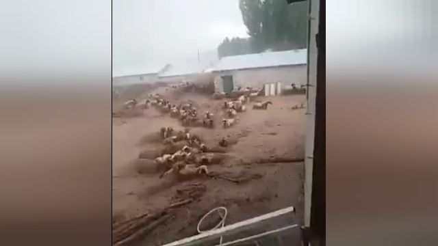 تلف شدن گوسفندان در سیل در چادگان اصفهان‌ + فیلم
