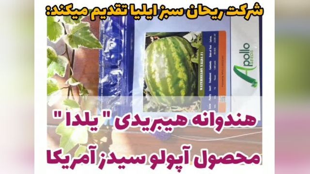 بذر هندوانه هیبریدی یلدا با کیفیت عالی