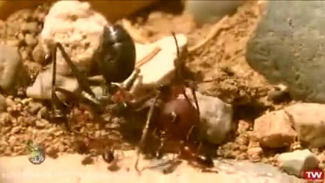کلیپ بسیار حیرت‌انگیز از راز بقا و طبیعت وحش - مورچه ها !