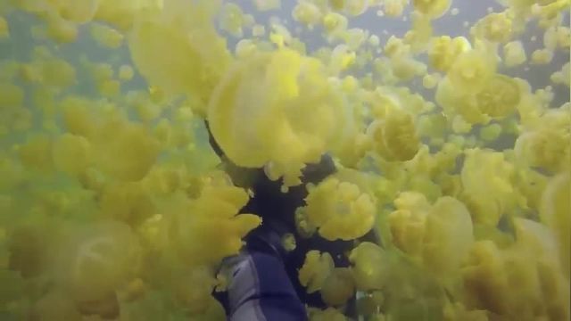 دانلود ویدیو ای از شنا با هزاران عروس دریایی
