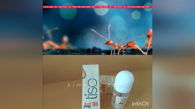 روغن مورچه چه فوایدی دارد؟ /09120132883/روغن مورچه چیست؟ 