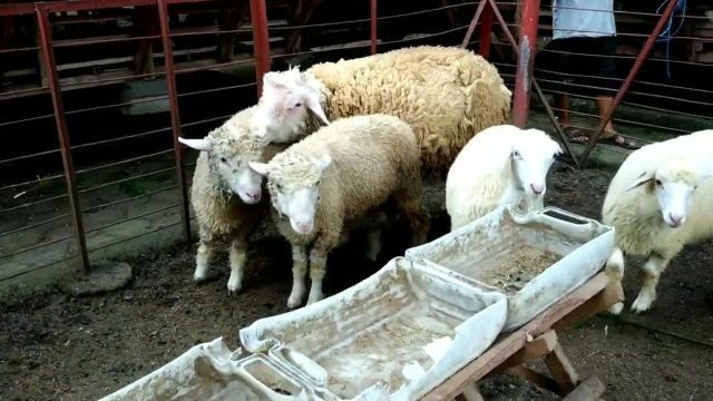 مزرعه نگهداری گوسفند