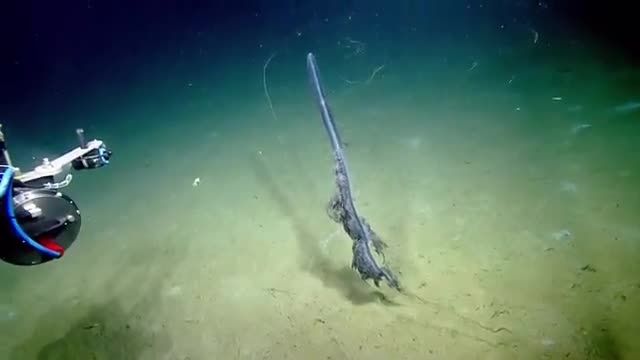 دانلود ویدیو ای از کشف موجودی عجیب در اعماق اقیانوس