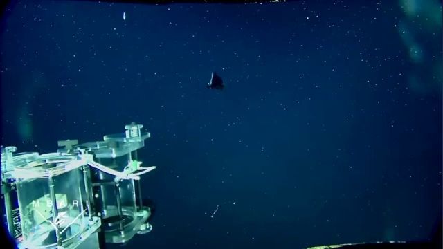 دانلود ویدیو ای از تماشای ماهی مکروپینا میکروستوما در اعماق اقیانوس