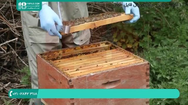 آموزش زنبورداری|پرورش زنبور عسل (نکات مهم به منظور احداث کندوی پدری)
