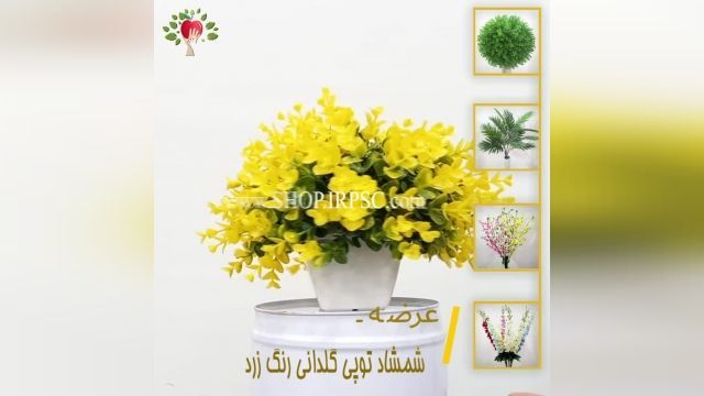 لیست شمشاد توپی گلدانی رنگ زرد | فروشگاه ملی