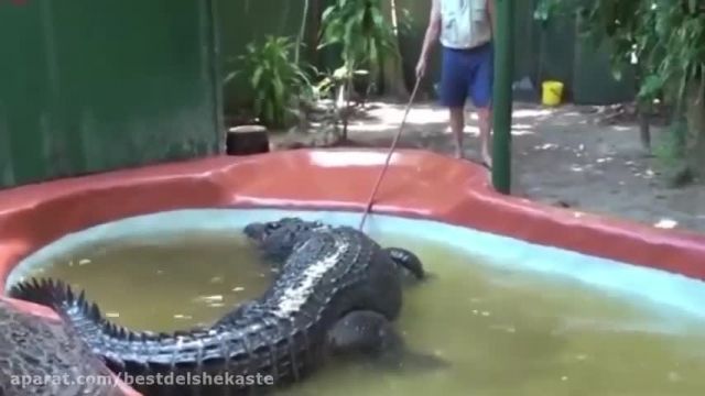 فیلمی از بزرگترین تمساح دنیا
