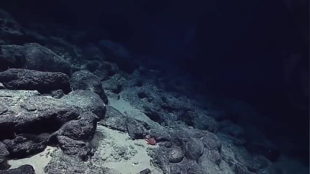 دانلود ویدیو ای از گونه جدید ماهی کشف شده به نام sea toad