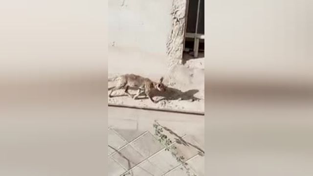 روباه‌ها در خانه‌های اهالی چیتگر تهران | فیلم 