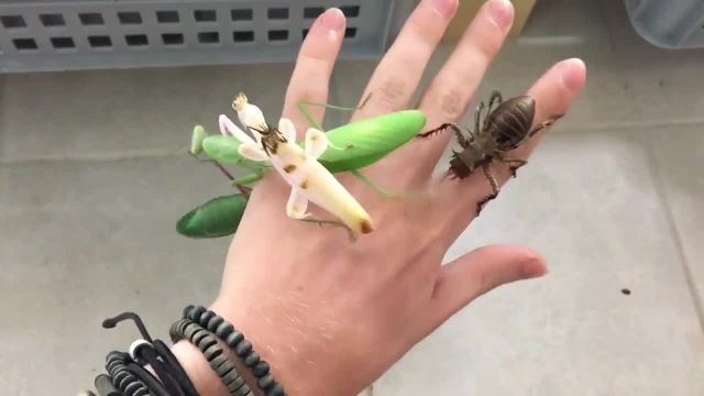 ویدیو نگه داشتن حشرات مختلف برروی دست !
