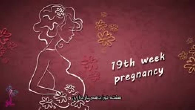 در هفته 19 بارداری کودک به چه اندازه رشد کرده است ؟؟؟؟