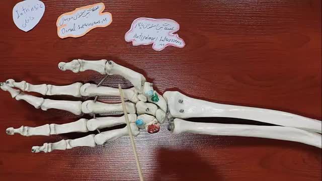 عضلات دست (Hand muscles) | آموزش علوم تشریح (آناتومی) اسکلتی - عضلانی | جلسه بیست و چهارم