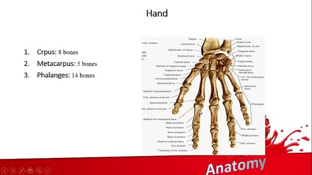 استخوان دست | آموزش علوم تشریح (آناتومی) اسکلتی - عضلانی | جلسه یازدهم