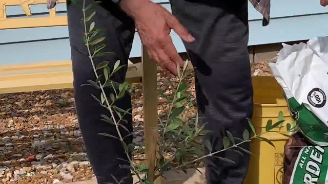 راهنمایی کامل برای کاشت درخت زیتون از هسته در خانه