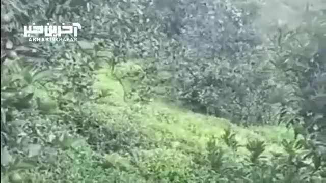 پلنگ ایرانی | یک قلاده پلنگ ایرانی با حال خوب در جنگل‌های گیلان 