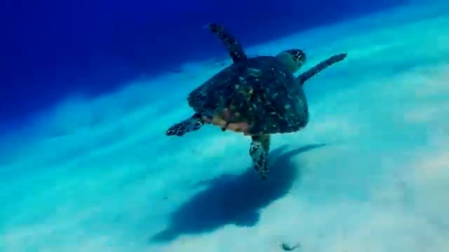 لاک پشت های غول پیکر دریایی | ماهی های مرجانی و بهترین موسیقی آرامش بخش