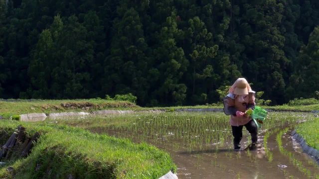 تصاویری از طبیعت ژاپن زیبا را در این ویدیو ببینید!