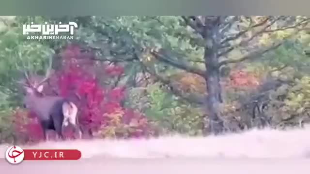 صحنه ای از زندگی گوزن‌ های قرمز در طبیعت زیبای پاییزی