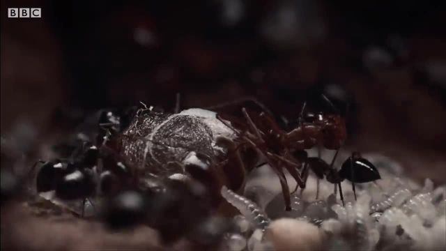 مورچه ها پاهای ملکه را پاره می کنند!