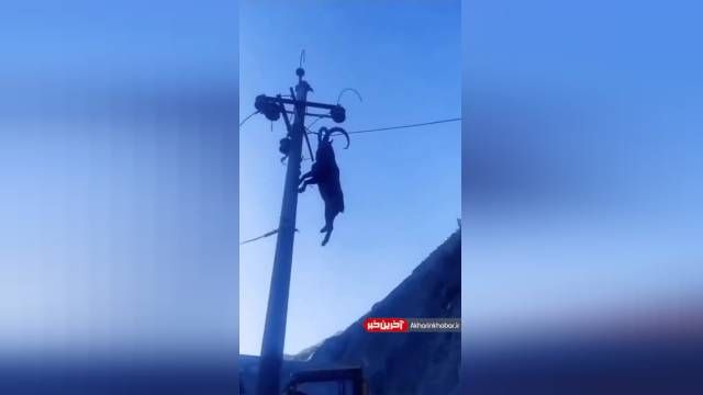 گیر کردن عجیب بز کوهی روی سیم برق! | ویدیو
