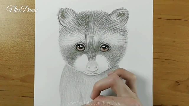 در هنر نقاشی حیوانات مسلط شوید : آموزش کشیدن راکون با طراحی مداد برای مبتدیان