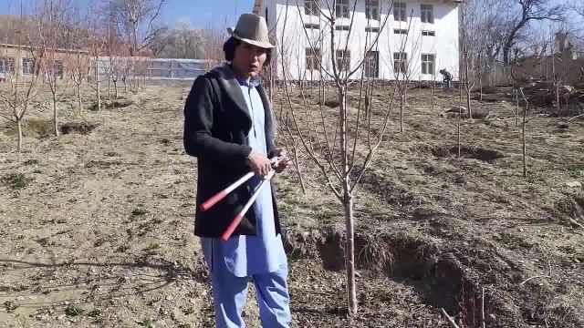 بهترین روشهای شاخه بری درخت گیلاس برای تکثیر و رشد بهتر درخت
