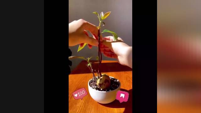 پرورش گل آووکادو در خانه | ویدیو