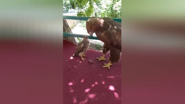 وقتی جوجه شاهین، عقاب را با مادرش اشتباه می گیرد
