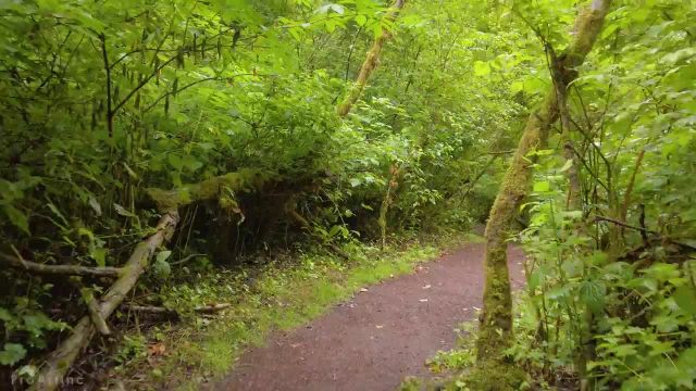 پیاده‌ روی جنگلی همراه با آواز پرندگان | منطقه طبیعی کول کریک، نیوکاسل