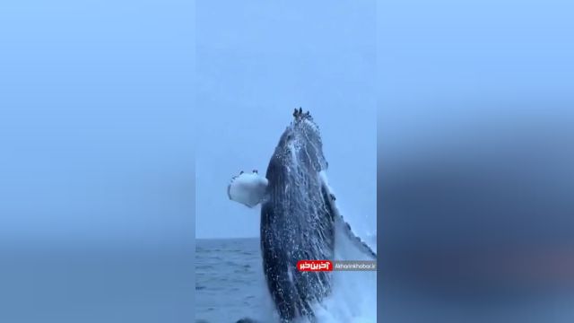 پرش نهنگ بزرگ به بیرون آب از نمای نزدیک | فیلم نهنگ واقعی