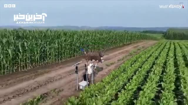 استفاده از گرگ های الکترونیکی در زمین های کشاورزی