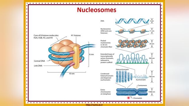 هسته سلولی (Cell Nucleus) | آموزش جامع و کامل بافت شناسی عمومی | جلسه چهارم (1)