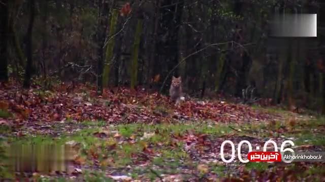 شکار بوقلمون توسط گربه دم کوتاه  | ویدیو