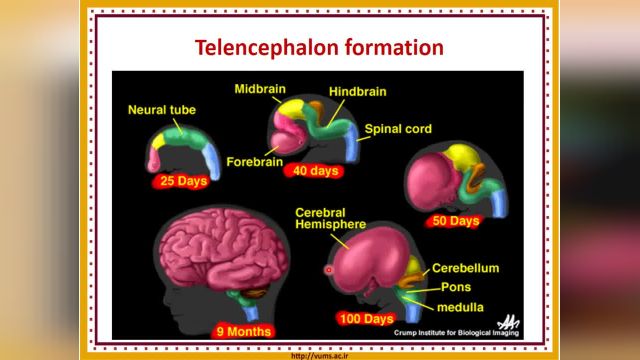 آموزش جامع و کامل نوروآناتومی | جلسه بیستم (2) | تکامل مغز (Development of the brain)