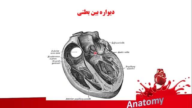 آناتومی قلب | آموزش علوم تشریح (آناتومی) قلب و عروق | جلسه اول (5)