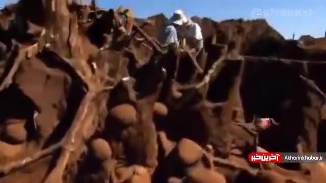 کلونی شگفت انگیز مورچه‌ها در زیر زمین! | ویدیو