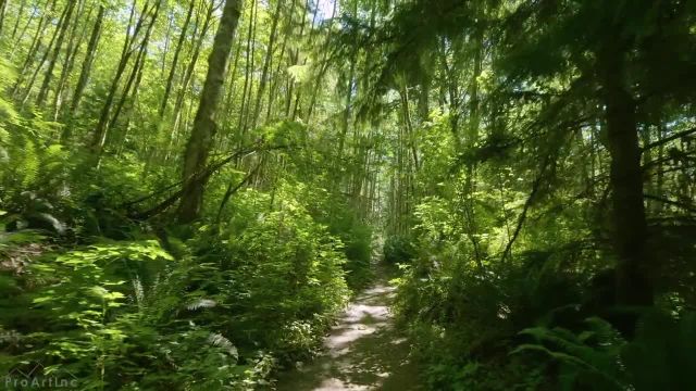 پیاده‌ روی روز آفتابی در جنگل زیبا + موسیقی آرامش‌ بخش