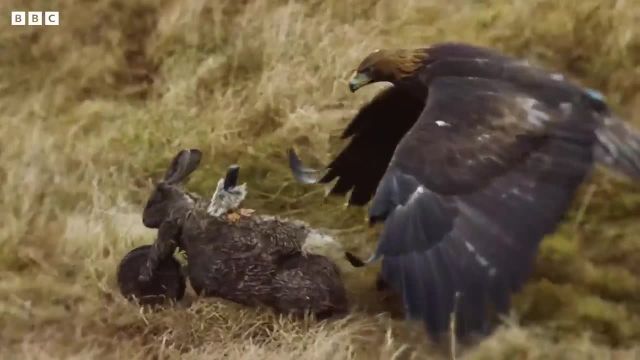 تکنیک های باورنکردنی شکار عقاب ها | دنیای طبیعی عقاب های فوق العاده