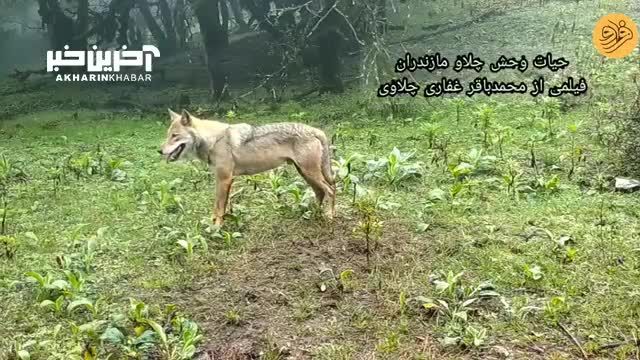 پرسه یک گرگ در جنگل‌ های هیرکانی (ویدئو)