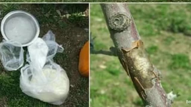 تکنیک هایی برای سفید کردن تنه درختان و مبارزه با امراض