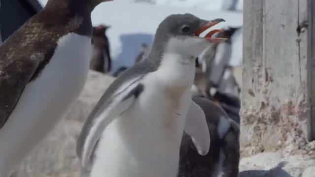 بچه پنگوئنی که همسایه ها را اذیت می کند!