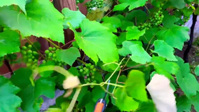 آموزش هرس سبز درخت انگور در تابستان