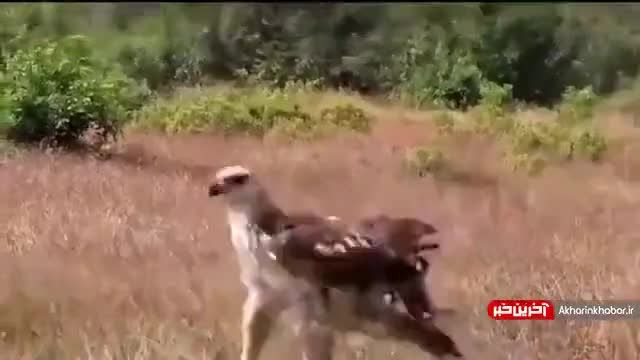 دفاع حیرت انگیز مرغ مادر از جوجه هایش در مقابل عقاب | ویدیو