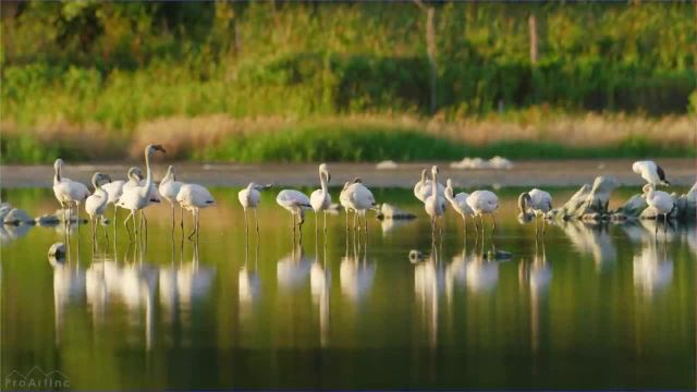 پرندگان شگفت‌ انگیز آفریقایی و پرندگان آبزی ورمونت، کیپ غربی