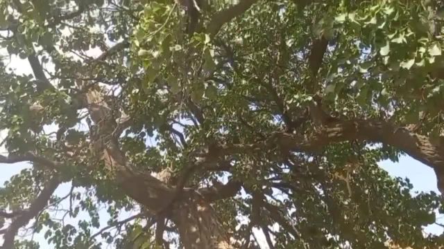 نکات جالب و آموزنده در مورد درخت زردآلوی 150 ساله